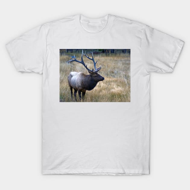 Bull Elk T-Shirt by briankphoto